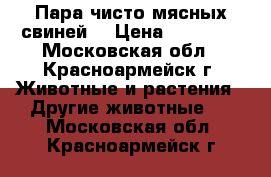 Пара чисто мясных свиней. › Цена ­ 50 000 - Московская обл., Красноармейск г. Животные и растения » Другие животные   . Московская обл.,Красноармейск г.